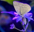 Butterfly on a flower under ultraviolet light.