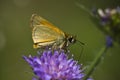 Butterfly on a flower, Vosges, France Royalty Free Stock Photo