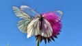 Butterfly on a flower