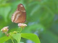 Common Indian crow butterfly