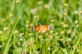 Butterfly on flower (Common tiger butterfly) Royalty Free Stock Photo