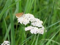 Butterfly on flower yarrow