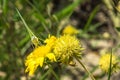 Butterfly at flower