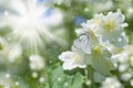 Butterfly on flowering jasmine Royalty Free Stock Photo
