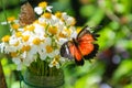 Butterfly on flowers