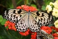 Butterfly on Flowers