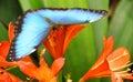 Butterfly On Flowers