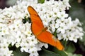 Butterfly On Flowers