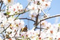 Butterfly on flowers. Atalanta butterfly Vanessa atalanta on the white flowers of almond trees in El Retiro Park in Madrid Royalty Free Stock Photo