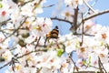 Butterfly on flowers. Atalanta butterfly Vanessa atalanta on the white flowers of almond trees in El Retiro Park in Madrid Royalty Free Stock Photo