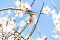 Butterfly on flowers. Atalanta butterfly Vanessa atalanta on the white flowers of almond trees in El Retiro Park in Madrid Royalty Free Stock Photo