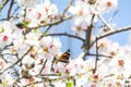 Butterfly on flowers. Atalanta butterfly Vanessa atalanta on the white flowers of almond trees in El Retiro Park in Madrid Royalty Free Stock Photo