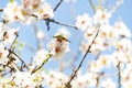 Butterfly on flowers. Atalanta butterfly Vanessa atalanta on the white flowers of almond trees in El Retiro Park in Madrid Royalty Free Stock Photo