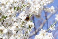 Butterfly on flowers. Atalanta butterfly Vanessa atalanta on the white flowers of almond trees in El Retiro Park in Madrid Royalty Free Stock Photo