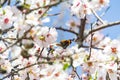 Butterfly on flowers. Atalanta butterfly Vanessa atalanta on the white flowers of almond trees in El Retiro Park in Madrid Royalty Free Stock Photo