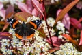 Butterfly on the flowers