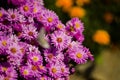 Butterfly on flowers