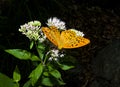 Butterfly and flowers Royalty Free Stock Photo