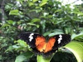 Butterfly In The Flowers Garden