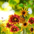 Butterfly and flowers in the garden against the sun closeup Royalty Free Stock Photo