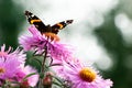 A butterfly on flowers. Purple aster. A flower of aster. Flower in garden. Autumn flowers