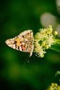 Butterfly on flowers of a tree drinks nectar Royalty Free Stock Photo