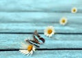 Butterfly and flowers on the wooden background Royalty Free Stock Photo