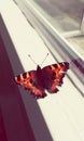 Butterfly / flutterby Royalty Free Stock Photo