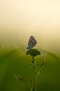 Butterfly Royalty Free Stock Photo