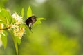 Butterfly flying on the flower nature in the rays of sunlight in summer in the spring close-up of a macro, Royalty Free Stock Photo