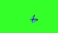 Butterfly flying and landing on a green background.