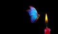 Butterfly flying into the light of a candle. bright tropical morpho butterfly and candle flame on black background. temptation and Royalty Free Stock Photo