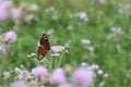 Butterfly flying. Lovely purple flowers fields.