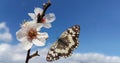 Butterfly flying open wings almond almods tree flower background srping isolated blue sky Royalty Free Stock Photo