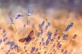 Butterfly flying over lavender, butterflies on lavender Royalty Free Stock Photo