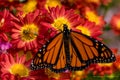 Butterfly Feeding on Flowers