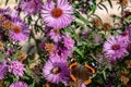 Blue butterflies flying in cosmos flowers against a dusk sky Royalty Free Stock Photo