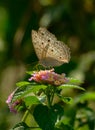 Butterfly in food search on flower