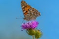 Butterfly foraging a milk thistle flower Royalty Free Stock Photo