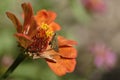 Butterfly foraging orange flower