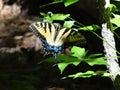 Butterfly in the  forest Royalty Free Stock Photo