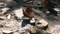 butterfly in the forest Royalty Free Stock Photo