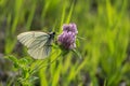 Butterfly forever falls in love with flowers