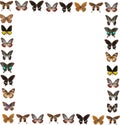 Butterfly frame background