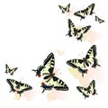 Butterfly frame isolated on white background. Machaon Vector illustration Royalty Free Stock Photo