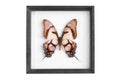 The butterfly in a frame on a white background Royalty Free Stock Photo