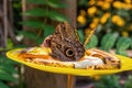 Butterfly Fruit Dish Royalty Free Stock Photo