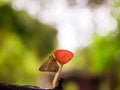 butterfly and fungi champagne mushroom