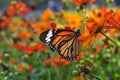 Butterfly on the Garden.