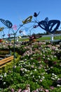 Butterfly Garden at The Flower Fields in Spring in Carlsbad, California Royalty Free Stock Photo